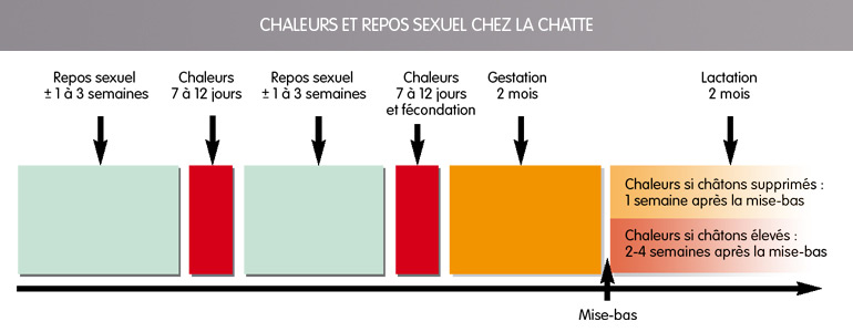 Biocanina Cycle Sexuel Chaleurs Et Reproduction Des Chats