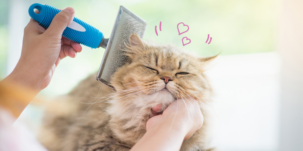 Nettoyer les poils de chat - Toutes les tecnhiques pour s'en