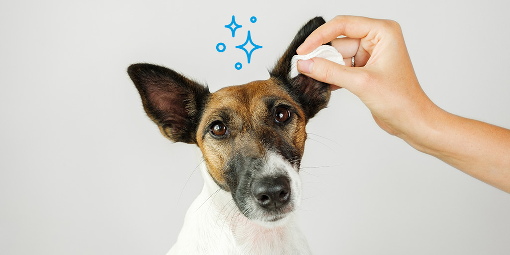 Nettoyer les oreilles d'un chien : 4 étapes à respecter !