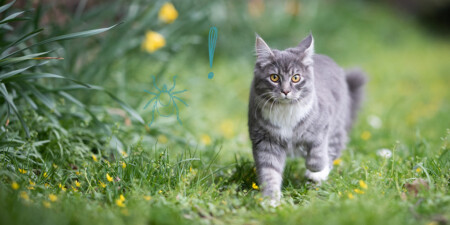 Savoir Si Un Chat A Des Puces Nos Conseils