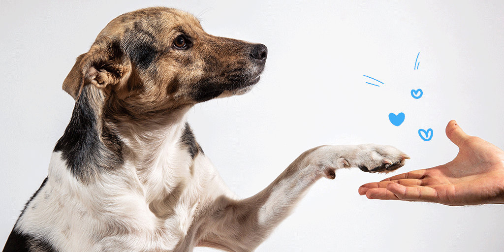 Soins et hygiène du chien : 3 gestes à connaître