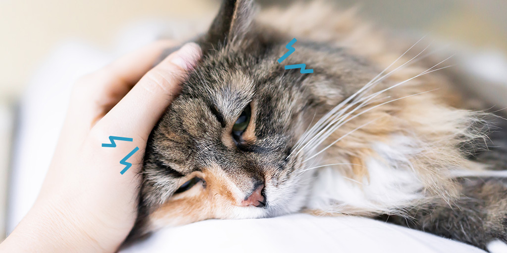 La cystite: un signe de stress courant chez les chats