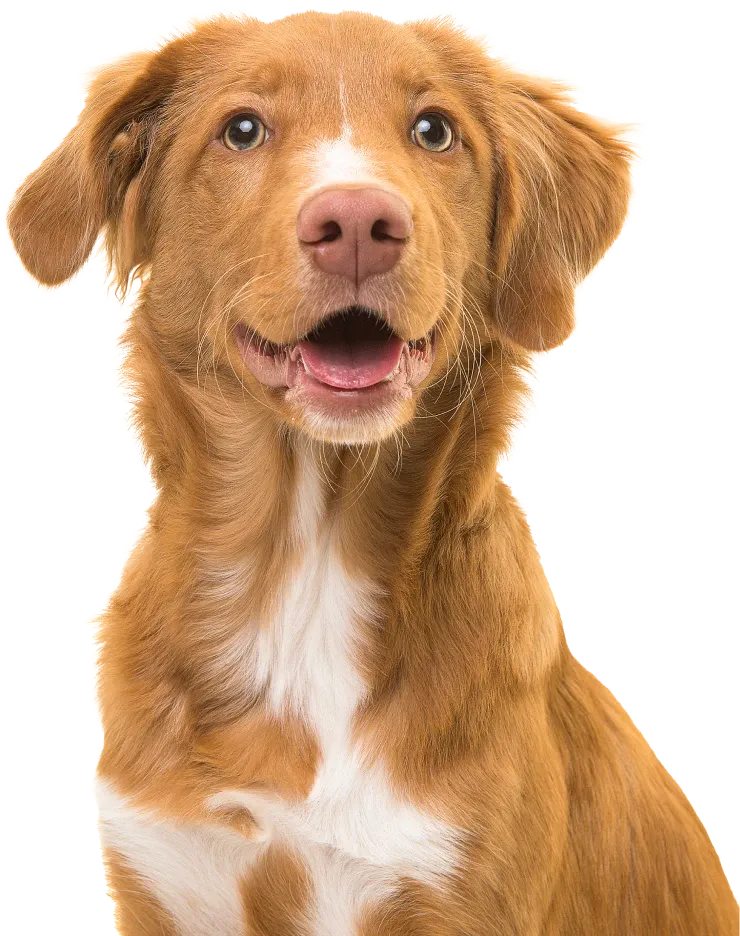 Un chien marron et blanc regarde droit devant lui