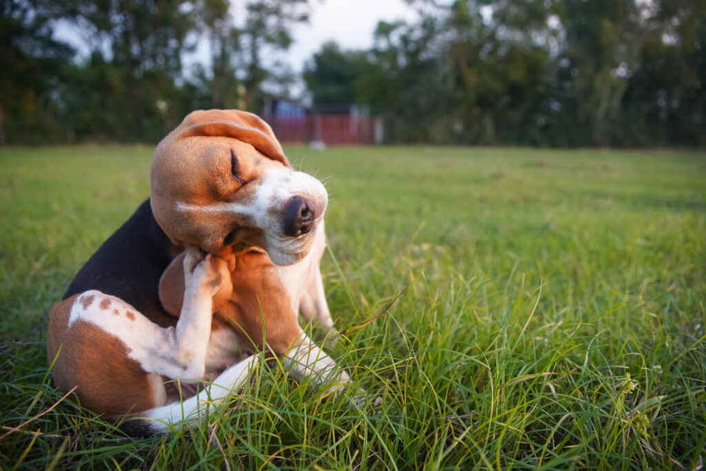 Un chien beagle assis sur l'herbe se gratte l'oreille